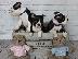 PoulaTo: Κουτάβια Border Collie